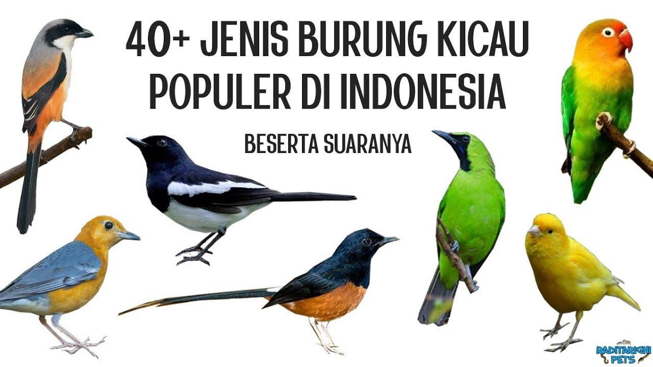 Daftar Gacor Bagus untuk Burung Berkicau Terbaik