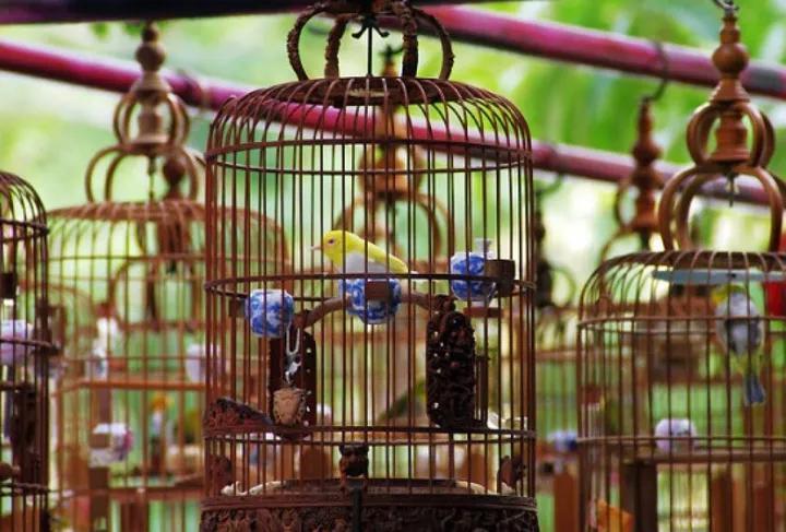 Trik Gacor Bagus untuk Merawat Burung Kesayangan Anda