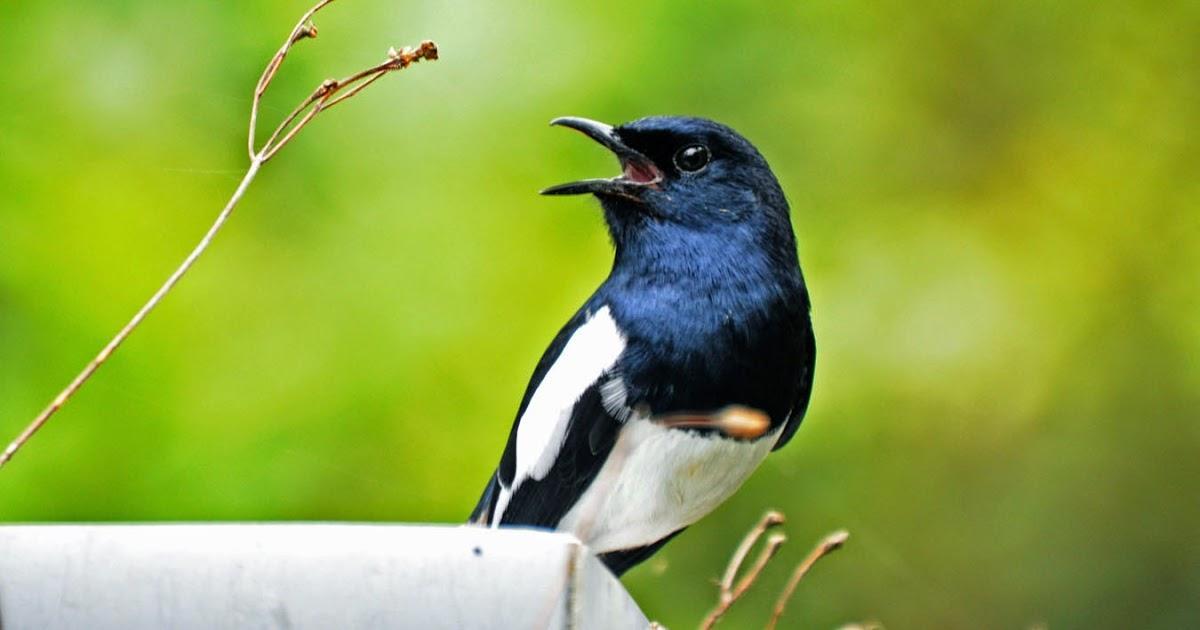 Trik Gacor Bagus untuk Merawat Burung Kesayangan Anda