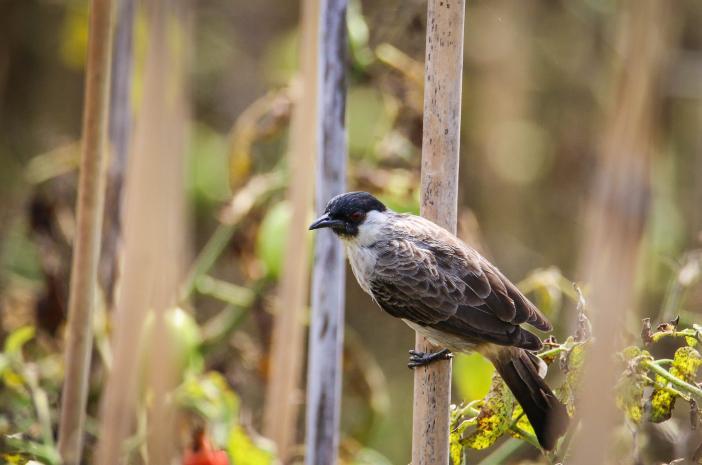 Gacor Bagus: Tips Merawat Burung Agar Suaranya Menjadi Lebih Berkualitas