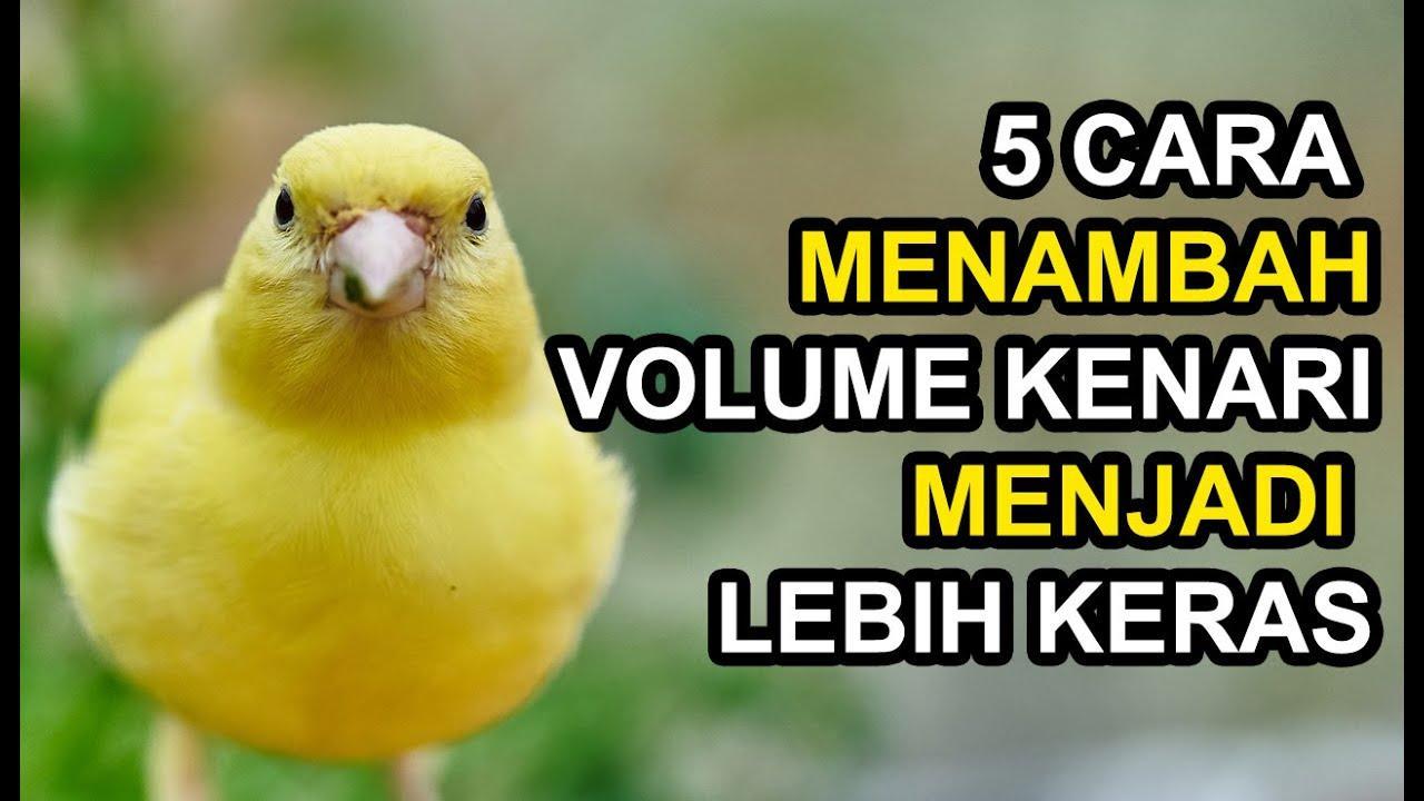 Gacor Bagus: Tips Merawat Burung Agar Suaranya Menjadi Lebih Berkualitas